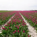 De Gouwe Plek 3* Hoogwoud