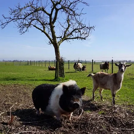 Bed and breakfast De Gouwe Plek 3*