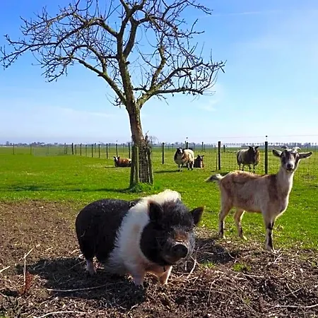 Bed & Breakfast De Gouwe Plek Hoogwoud