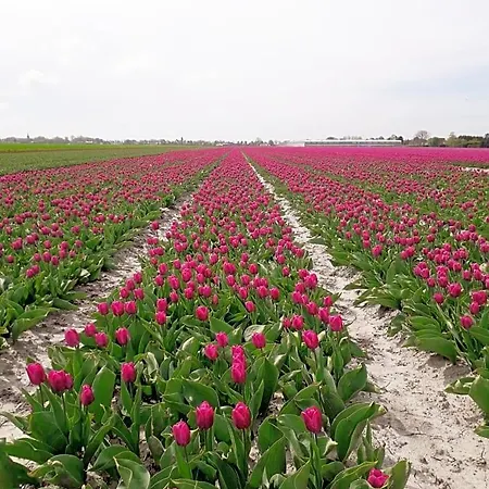 De Gouwe Plek