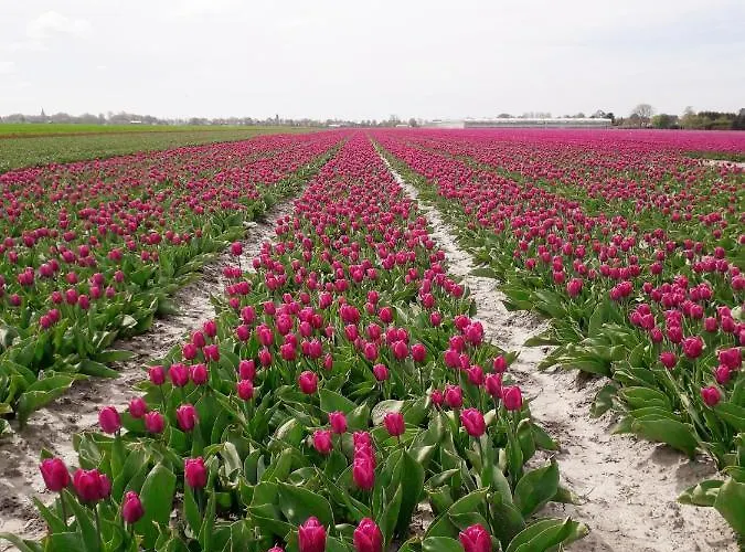 De Gouwe Plek 3* Hoogwoud