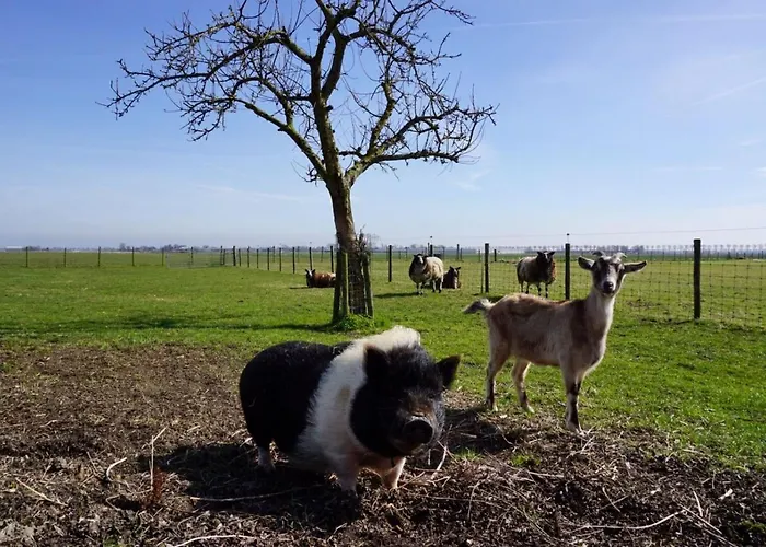 Bed & Breakfast De Gouwe Plek 3*